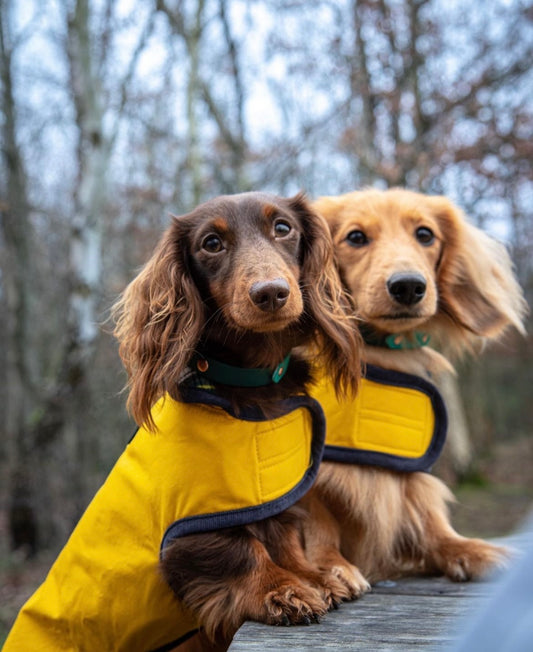 Highlander Dachshund Dog Coat