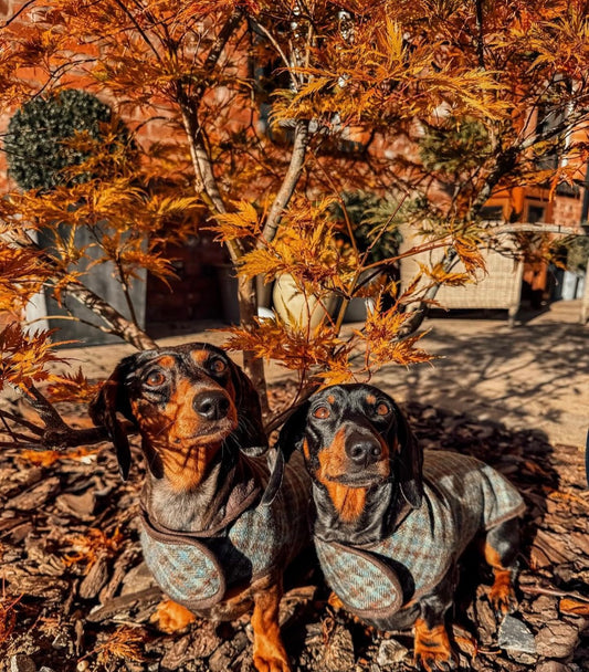 Cumberland Sausage Dachshund Dog Coat