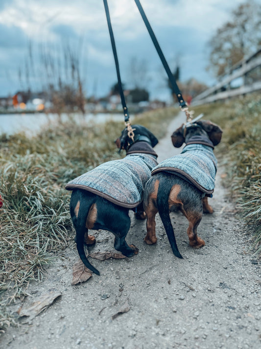 Dapper Dachshund Dog Coat