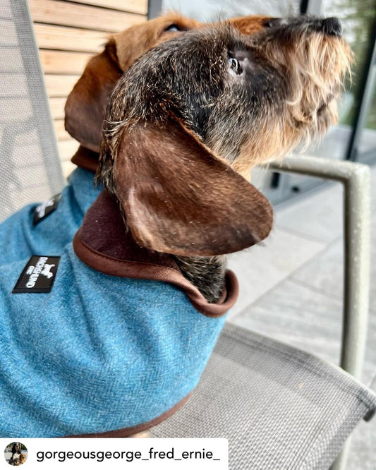 Cotswolds Louie Dachshund Dog Coat