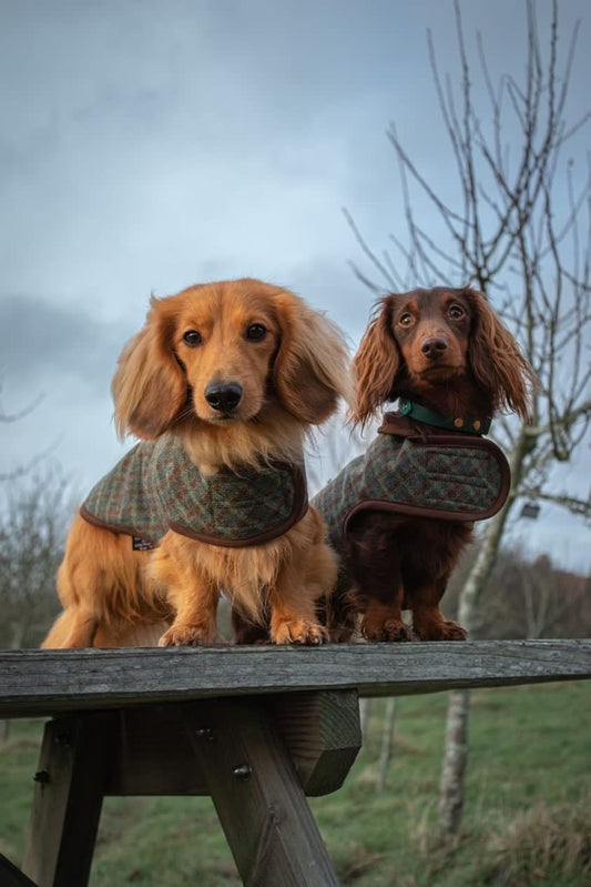 Cumberland Sausage Dachshund Dog Coat