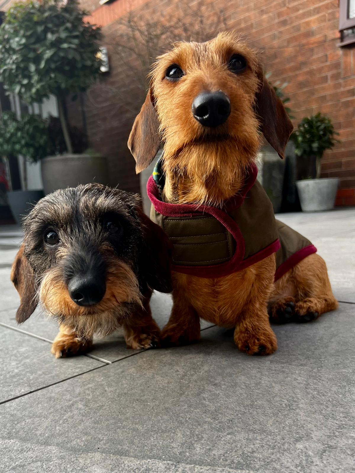 Hunter Dachshund Dog Coat